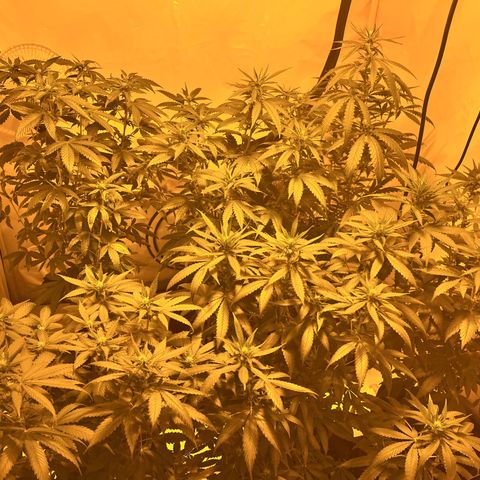 Pineapple Kush growlog timeline photo