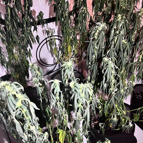 Pineapple Kush growlog timeline photo