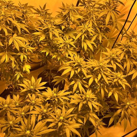 Pineapple Kush growlog timeline photo