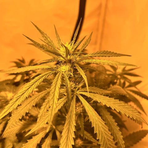 Pineapple Kush growlog timeline photo