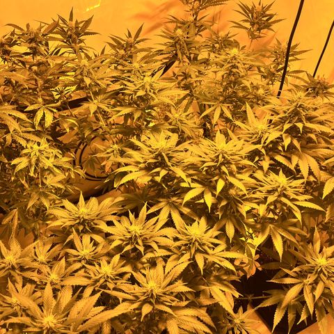 Pineapple Kush growlog timeline photo