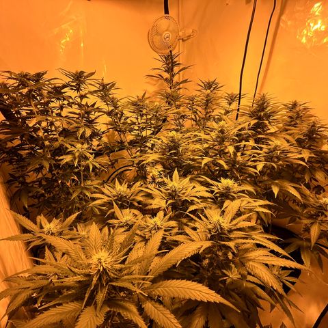 Pineapple Kush growlog timeline photo