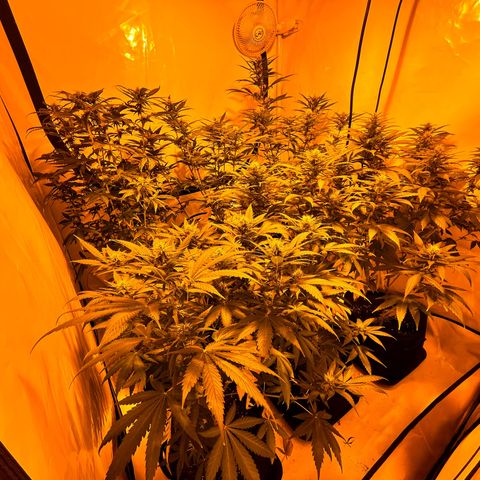 Pineapple Kush growlog timeline photo