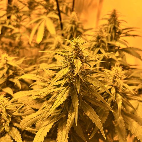 Pineapple Kush growlog timeline photo