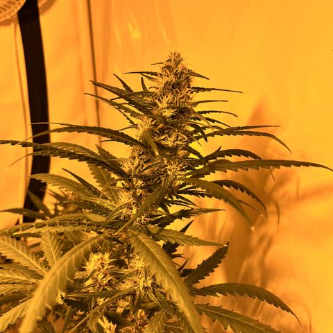 Pineapple Kush growlog timeline photo