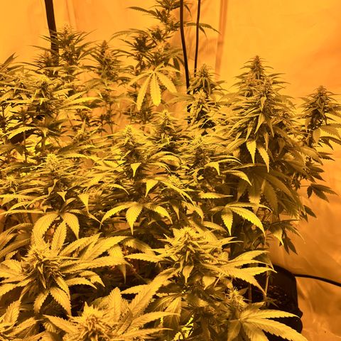 Pineapple Kush growlog timeline photo