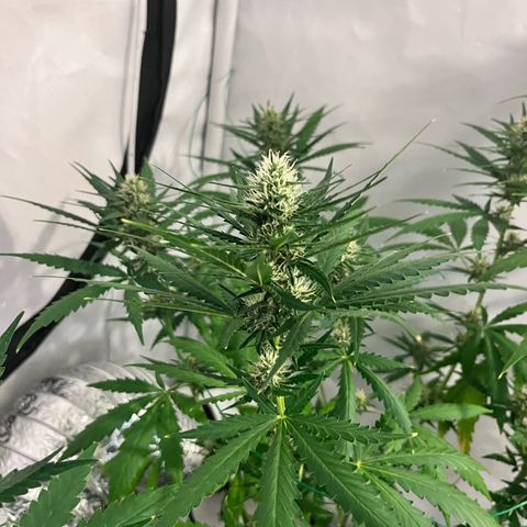 Pineapple Kush growlog timeline photo