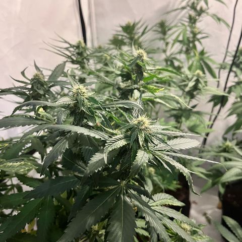 Pineapple Kush growlog timeline photo