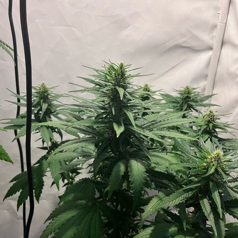 Pineapple Kush growlog timeline photo
