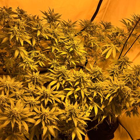 Pineapple Kush growlog timeline photo