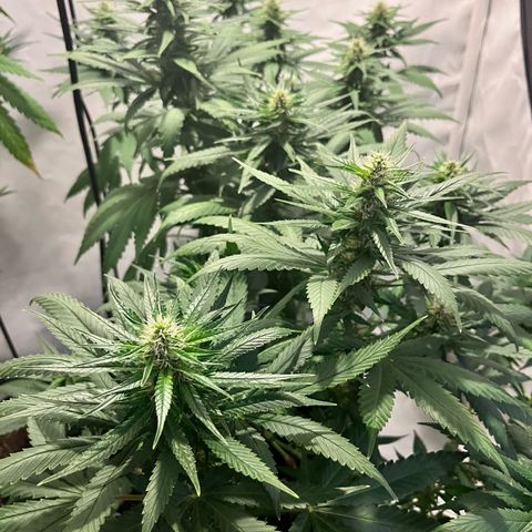 Pineapple Kush growlog timeline photo