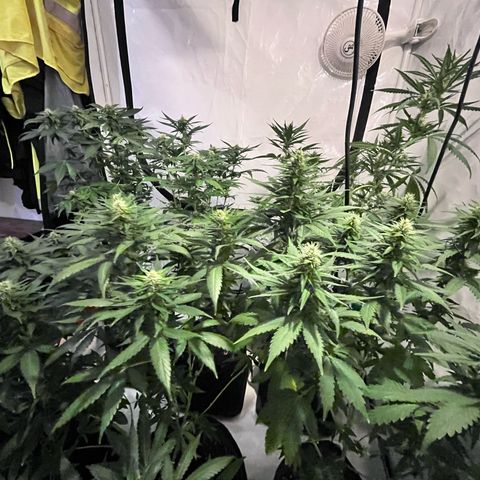 Pineapple Kush growlog timeline photo