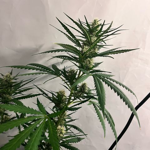 Pineapple Kush growlog timeline photo