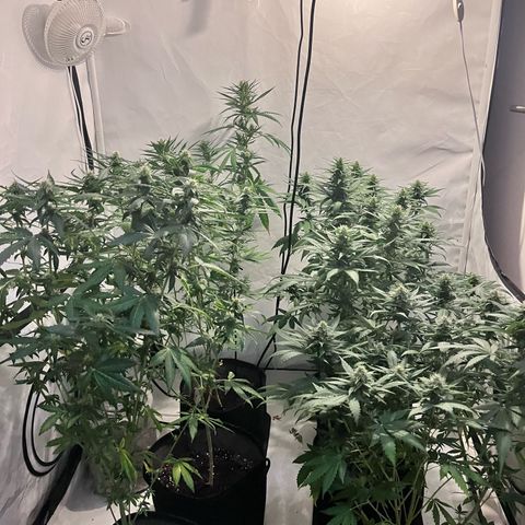 Pineapple Kush growlog timeline photo