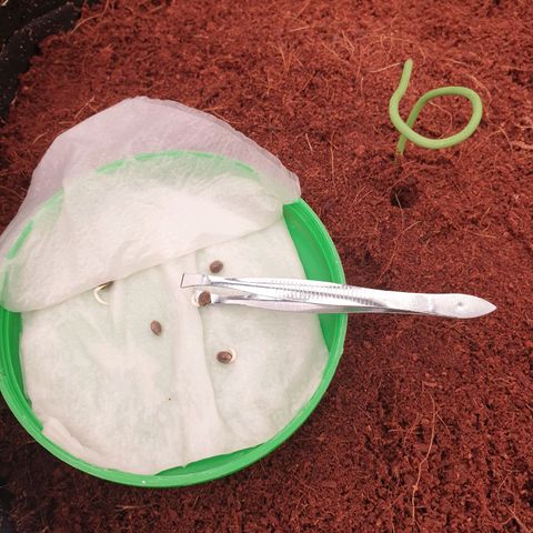 Blue Dream Matic Tree 3 growlog photo: Germinated seed going it mediam 
