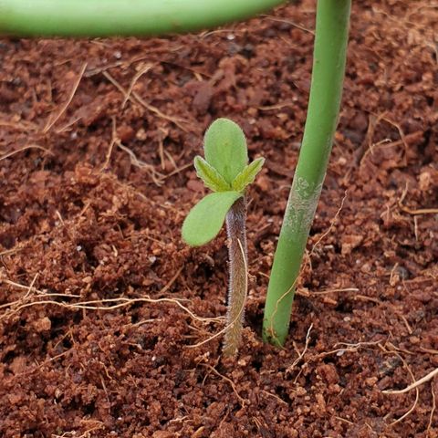 Blue Dream Matic Tree 2 growlog photo: Seedling 1st day 🥺