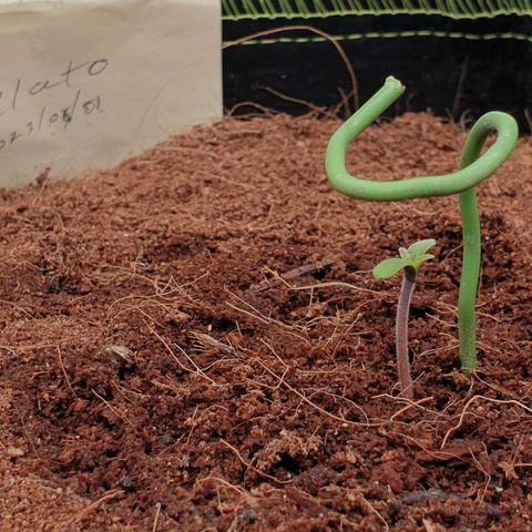 Gelato Auto Tree 1 growlog photo: Seedling 1st day 🥺