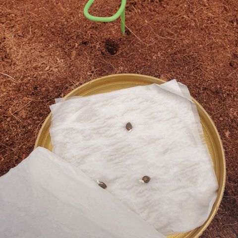 Gelato Auto Tree 1 growlog photo: Germinated seeds going in to mediam 