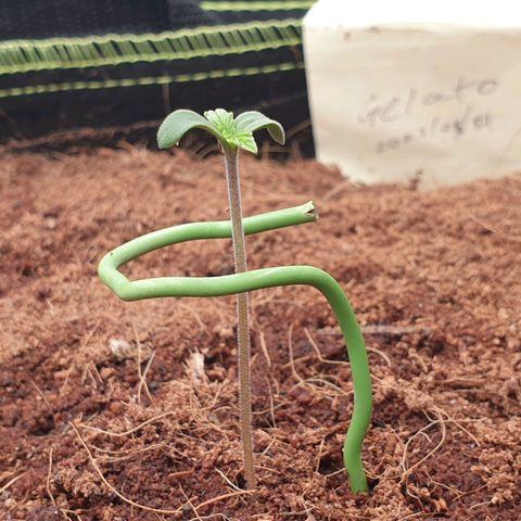 Gelato Auto Tree 1 growlog photo: Plant helthy good fast growing 