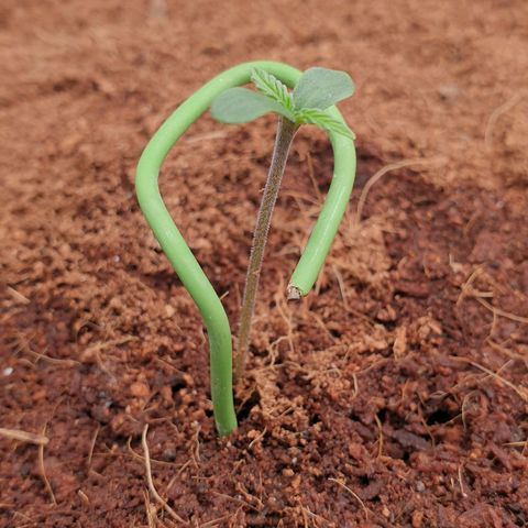 Blue Dream Matic Tree 2 growlog photo: Plants very good helthy 