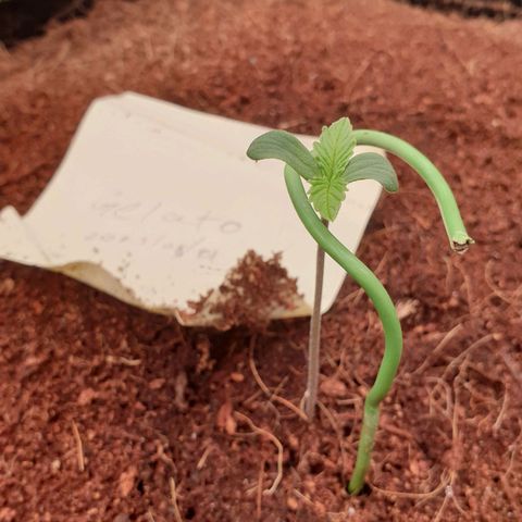 Gelato Auto Tree 1 growlog timeline photo