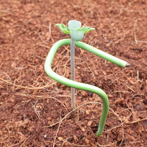 Gelato Auto Tree 3 growlog timeline photo