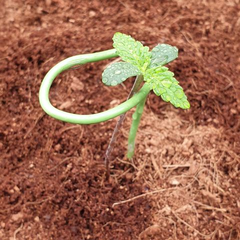 Blue Dream Matic Tree 1 growlog photo: Show some Tall so we decide to start fertilizer 