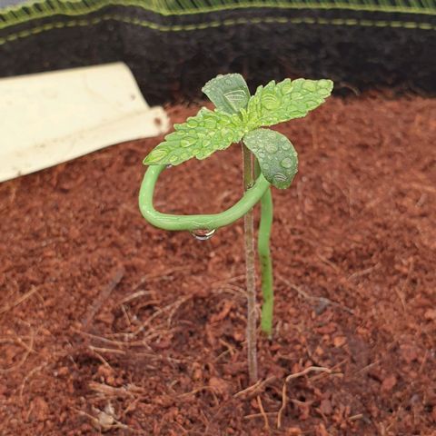 Gelato Auto Tree 1 growlog photo: Show some Tall so we decide to start fertilizer 