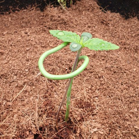 Blue Dream Matic Tree 2 growlog photo: Sample plant 
