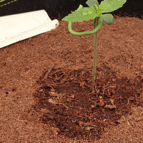 Gelato Auto Tree 1 growlog photo: Sample plant 