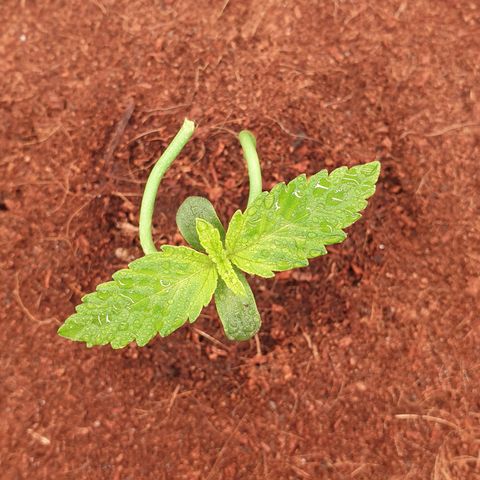 Gelato Auto Tree 1 growlog timeline photo