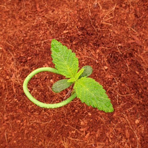 Blue Dream Matic Tree 2 growlog timeline photo