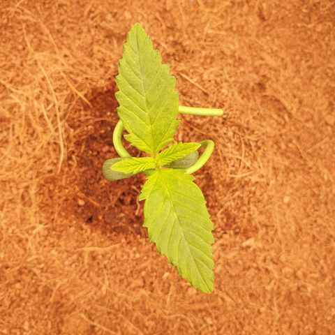 Blue Dream Matic Tree 1 growlog photo: Very helthy plant 