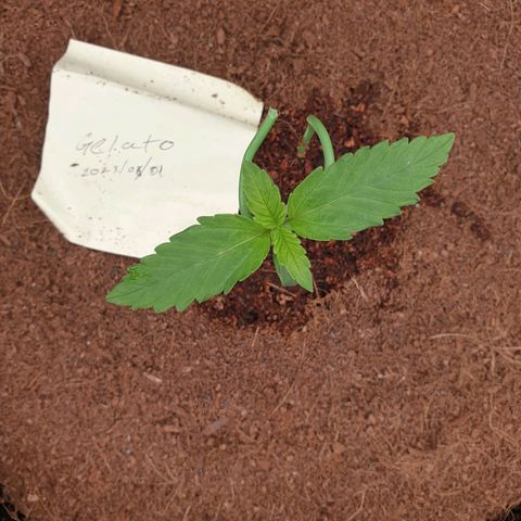 Gelato Auto Tree 1 growlog photo: Very Helthy Plant.. 