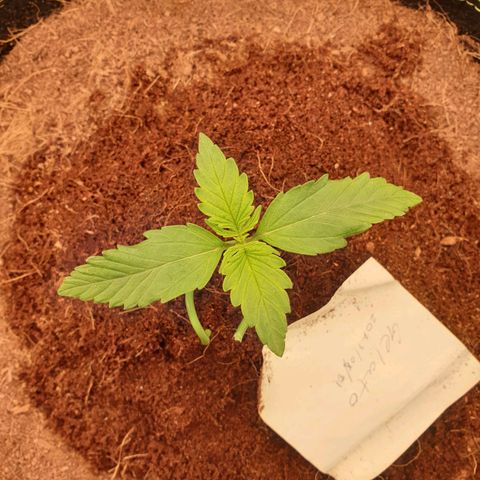 Gelato Auto Tree 1 growlog photo: Good helthy plants
Re fix add more coco to pot 
