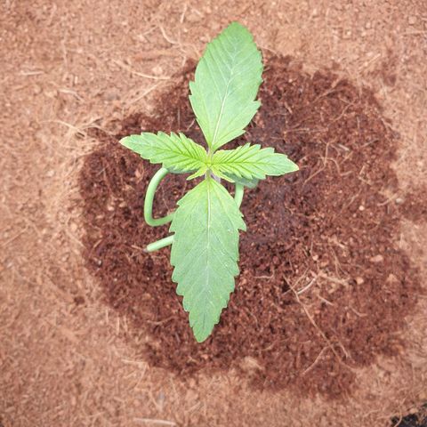 Blue Dream Matic Tree 1 growlog photo: Good helthy plants
Re fix add more coco to pot