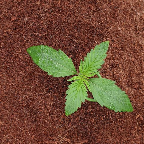 Blue Dream Matic Tree 1 growlog photo: Good helthy plant 🌱