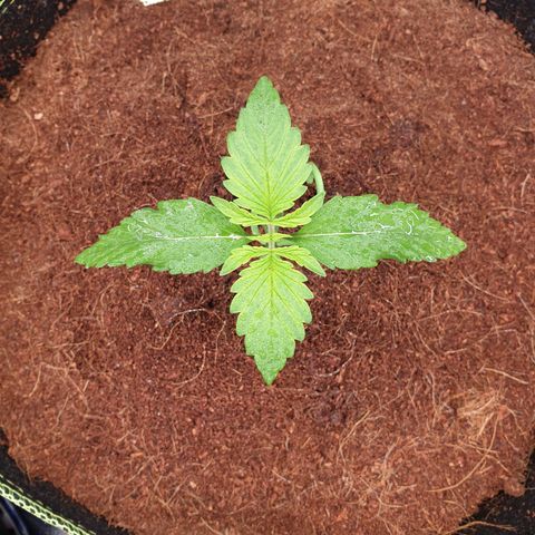 Gelato Auto Tree 1 growlog photo: Good helthy plant 🌱