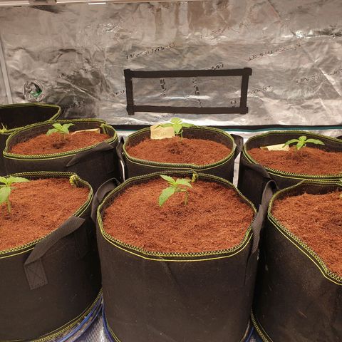 Blue Dream Matic Tree 2 growlog photo: All plants looking helthy 🍃