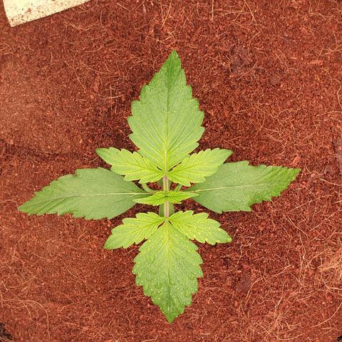 Gelato Auto Tree 1 growlog photo: Good helthy plant 🍃