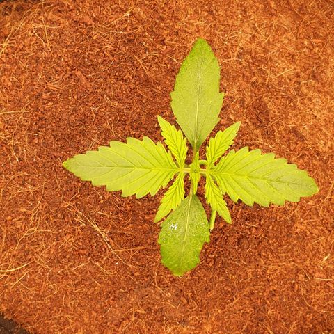 Blue Dream Matic Tree 1 growlog photo: Good helthy plant 🍃