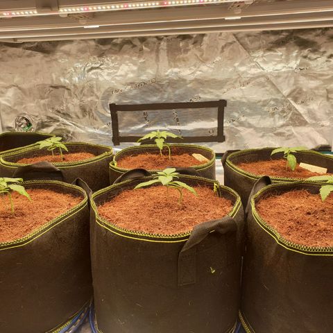 Blue Dream Matic Tree 2 growlog photo: All plant looking helthy and fast growing 