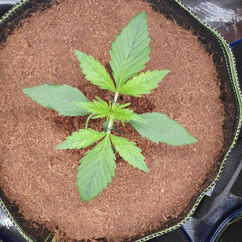 Blue Dream Matic Tree 2 growlog photo: Make some LST 