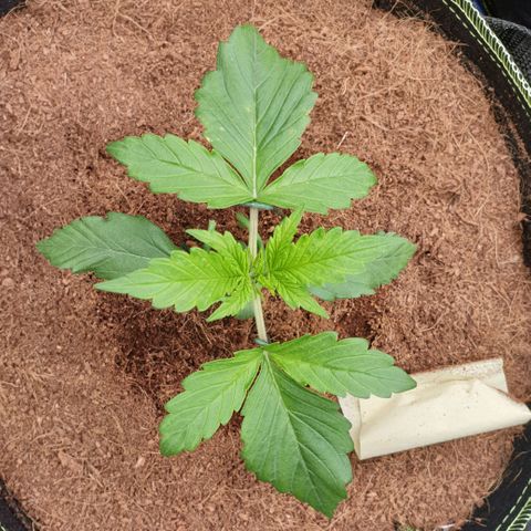 Blue Dream Matic Tree 2 growlog photo: Make some LST 
