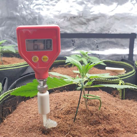 Blue Dream Matic Tree 2 growlog photo: Test some PH level for grow mediam 
Using ph soil tester 