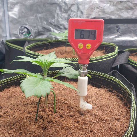 Blue Dream Matic Tree 2 growlog photo: Test some PH level for grow mediam 
Using ph soil tester 