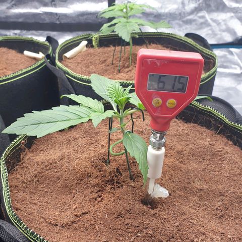 Blue Dream Matic Tree 2 growlog photo: Test some PH level for grow mediam 
Using ph soil tester 