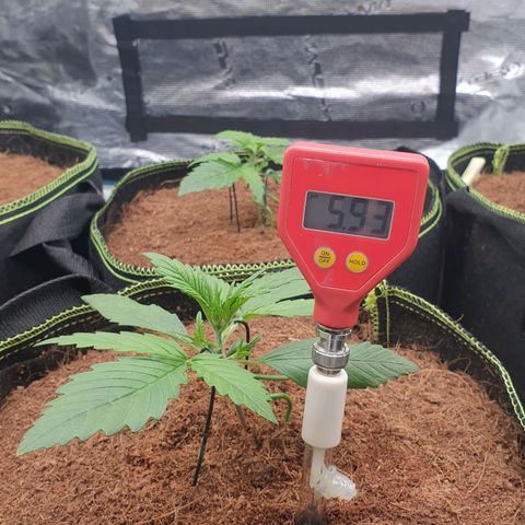 Blue Dream Matic Tree 2 growlog photo: Test some PH level for grow mediam 
Using ph soil tester 