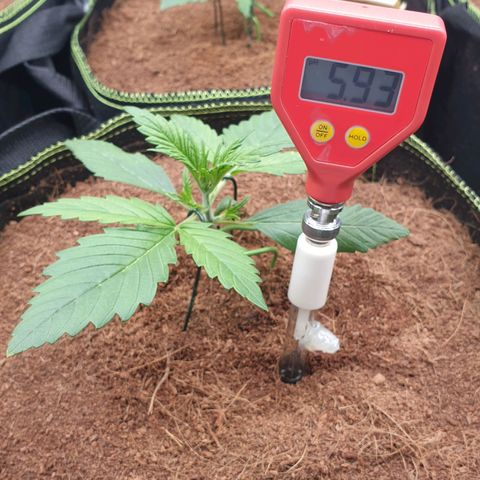 Blue Dream Matic Tree 2 growlog photo: Test some PH level for grow mediam 
Using ph soil tester 
