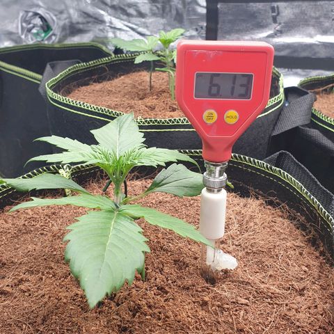 Blue Dream Matic Tree 2 growlog photo: Test some PH level for grow mediam 
Using ph soil tester 